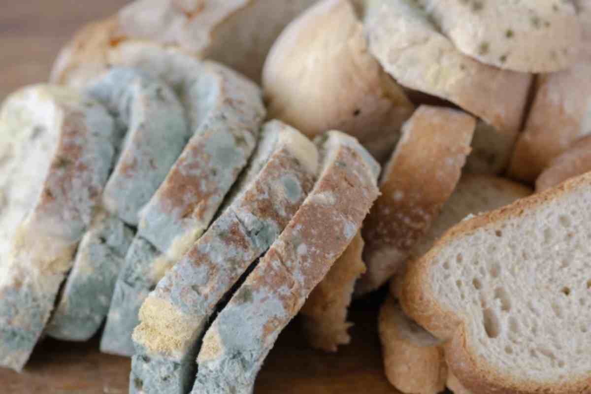 Il bolore è un elemento che testimonia come i cibi, in particolare quelli ricchi di umidità come il pane, siano soggetti a processi naturali