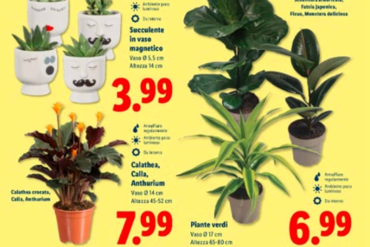 piante volantino lidl
