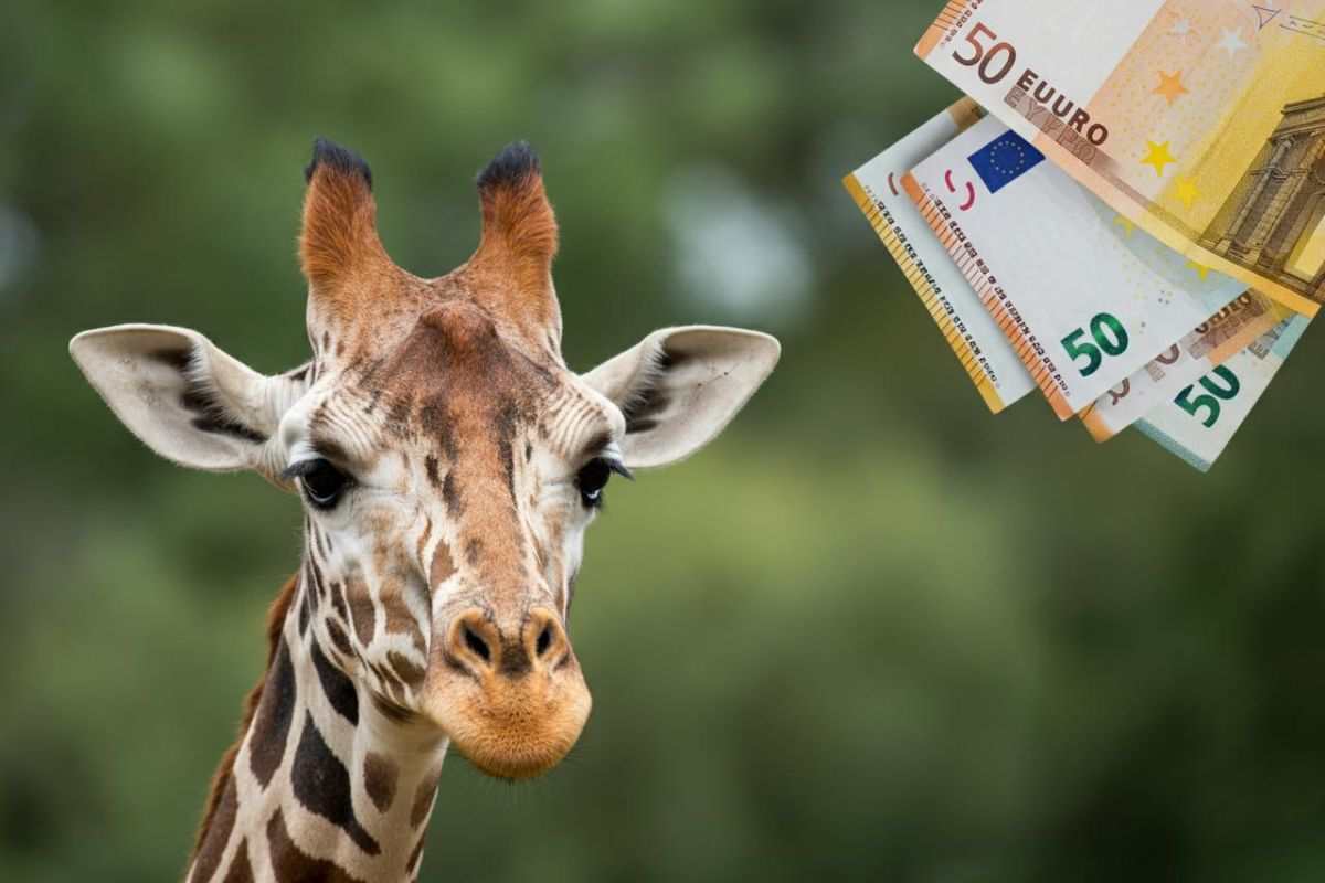 Guadagno giraffe