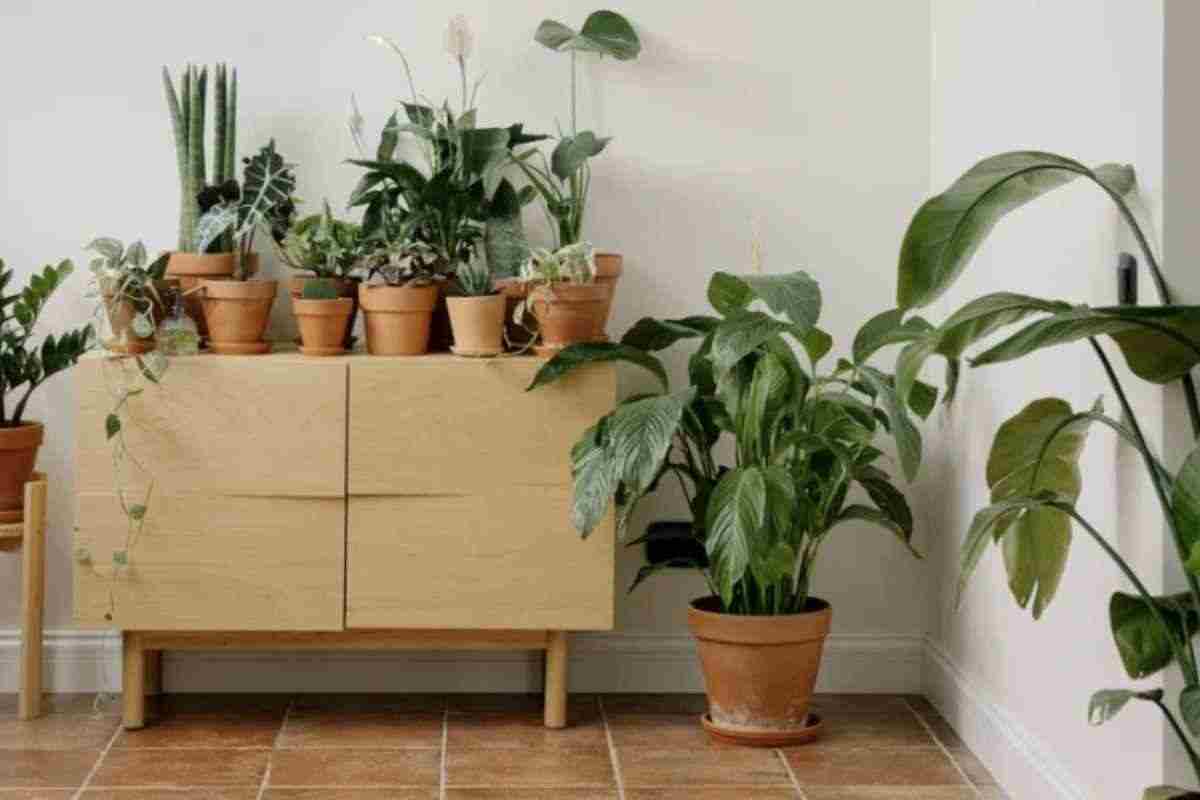 Tra queste, emerge con forza la Sansevieria, una pianta che sta conquistando spazi nelle camere da letto per le sue caratteristiche uniche
