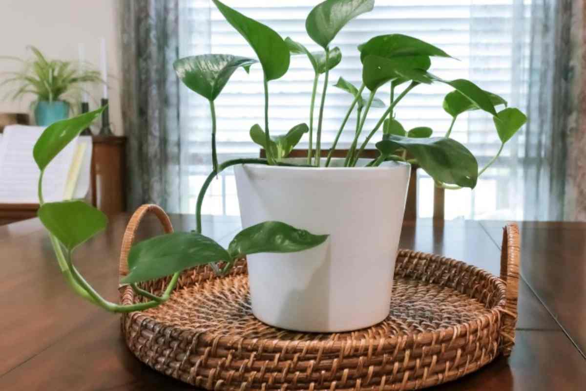 Pothos, pianta tradizionale