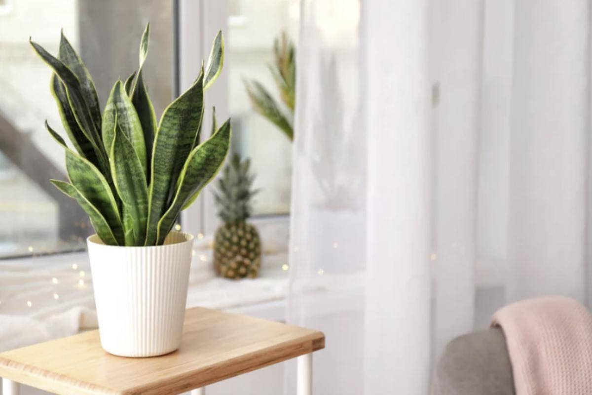 Oltre ai vantaggi legati alla purificazione dell’aria, la Sansevieria si distingue per il suo impatto estetico sobrio ed elegante.