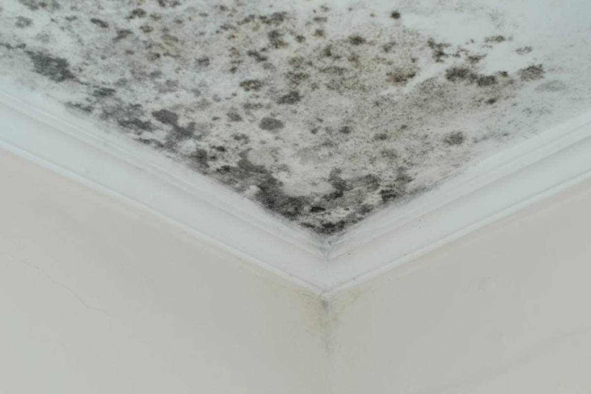Muffa in casa